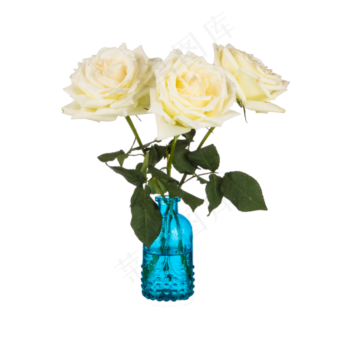 白色玫瑰花（png免抠）