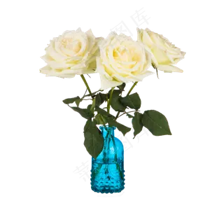 白色玫瑰花（png免抠）