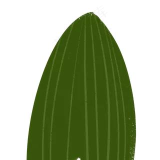 绿叶春季自然植物