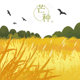 稻田芒种节气小麦山坡
