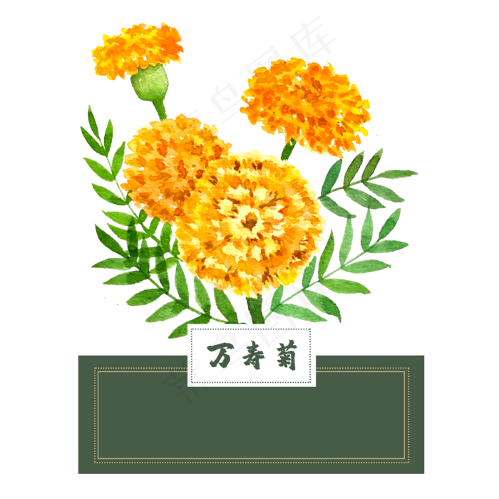 花类中草药万寿菊水彩菊花(2500X2500(DPI:300))psd模版下载