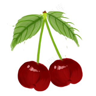 采摘茂盛的樱桃两只
