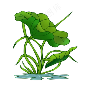 绿色荷花植物