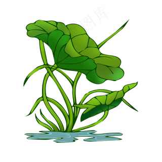 绿色荷花植物