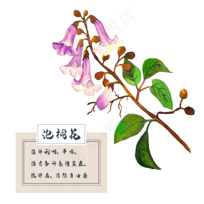 泡桐花花类中草药水彩植物花卉