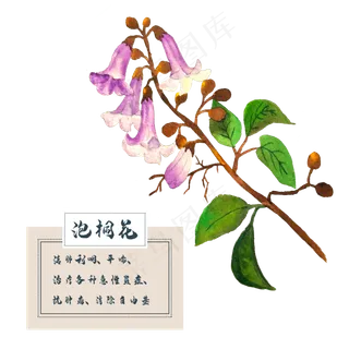 泡桐花花类中草药水彩植物花卉