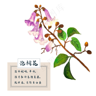 泡桐花花类中草药水彩植物花卉