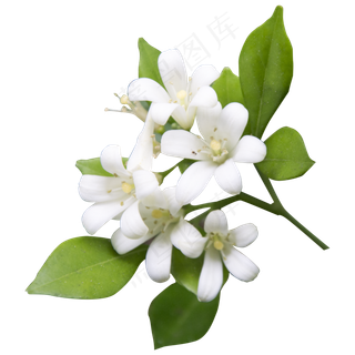 实拍绿叶鲜花白花