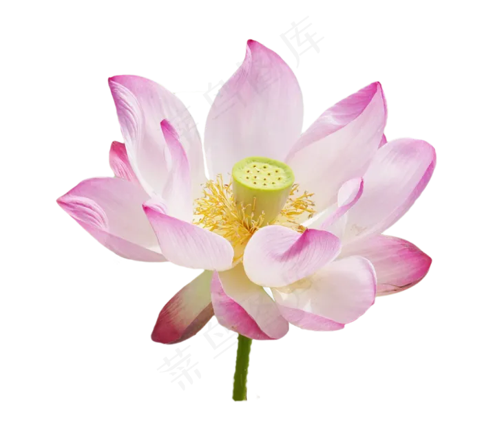 美丽荷花实物(2000X3020(DPI:300))