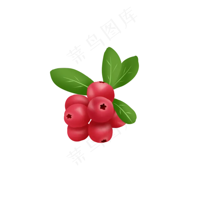 红色蔓越莓手绘矢量(1000X1000(DPI:300))psd模版下载