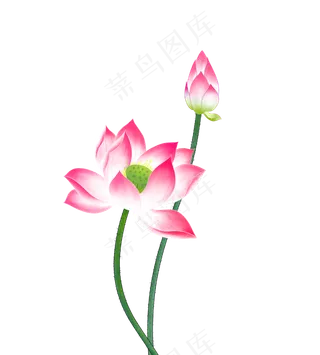 中国风水墨荷花工笔,免抠元素