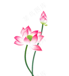 中国风水墨荷花工笔,免抠元素 中国风水墨荷花工笔,免抠元素