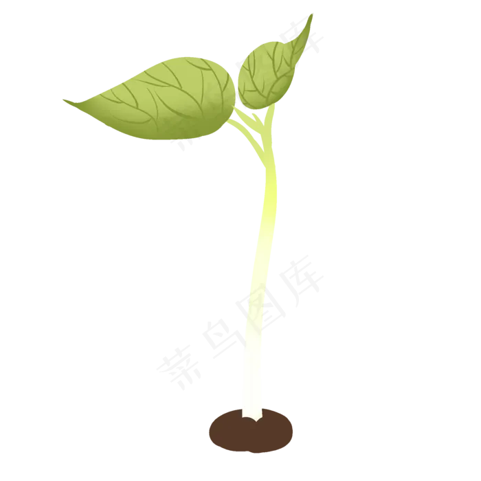 豆芽根茎新鲜发芽装饰种子(2000X2000(DPI:299))psd模版下载