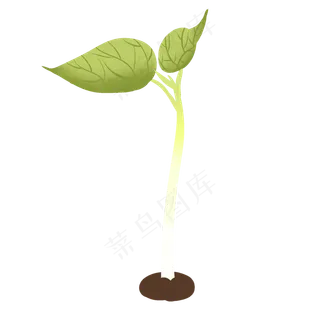 豆芽根茎新鲜发芽装饰种子