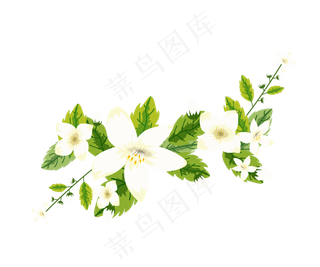 矢量仿真茉莉花花蕾