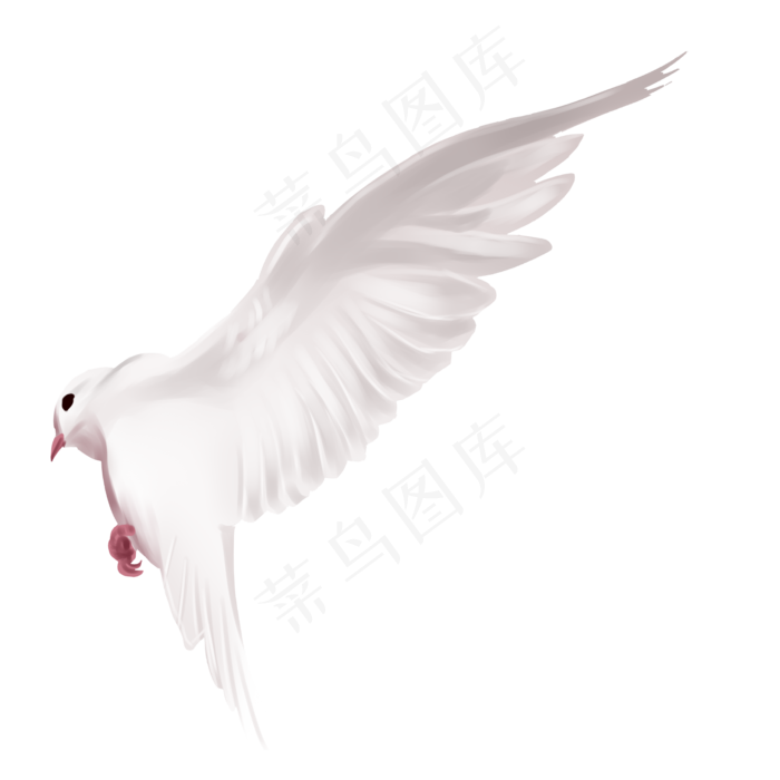 展翅的白鸽
