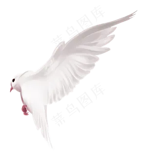 展翅的白鸽 展翅的白鸽
