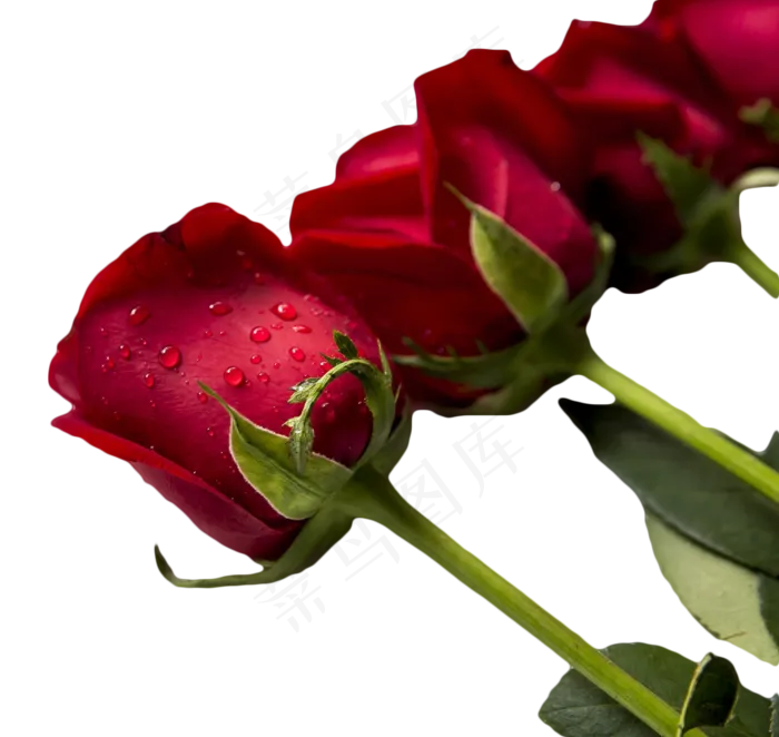 一排带露珠的红玫瑰(1409X1333(DPI:300))psd模版下载