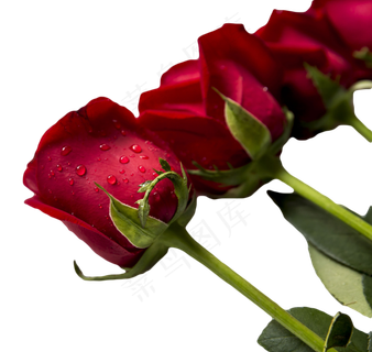 一排带露珠的红玫瑰