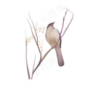 古典中国风花鸟暖色调矢量图,免抠元素