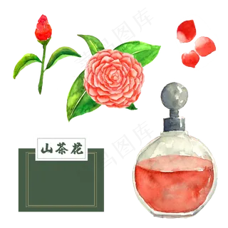 花类中草药水彩茶花 花类中草药水彩茶花