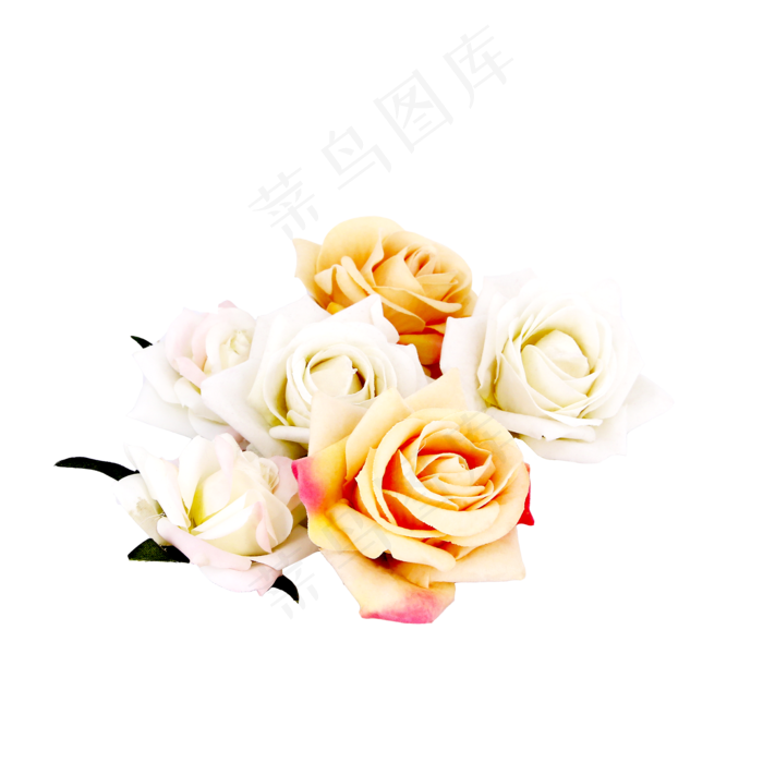 植物玫瑰(2000*2000px 300 dpi )