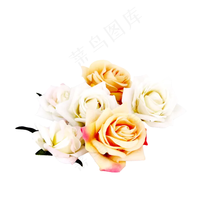 植物玫瑰(2000*2000px 300 dpi )