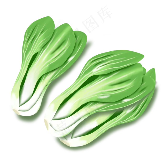 手绘青菜绿色蔬菜(2000*2000px)psd模版下载