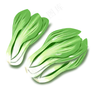手绘青菜绿色蔬菜