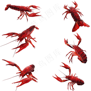 仿真小龙虾套图png图,免抠元素