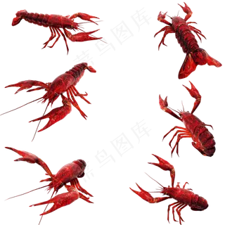 仿真小龙虾套图png图,免抠元素