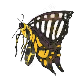 蝴蝶手绘仿真蝴蝶装饰