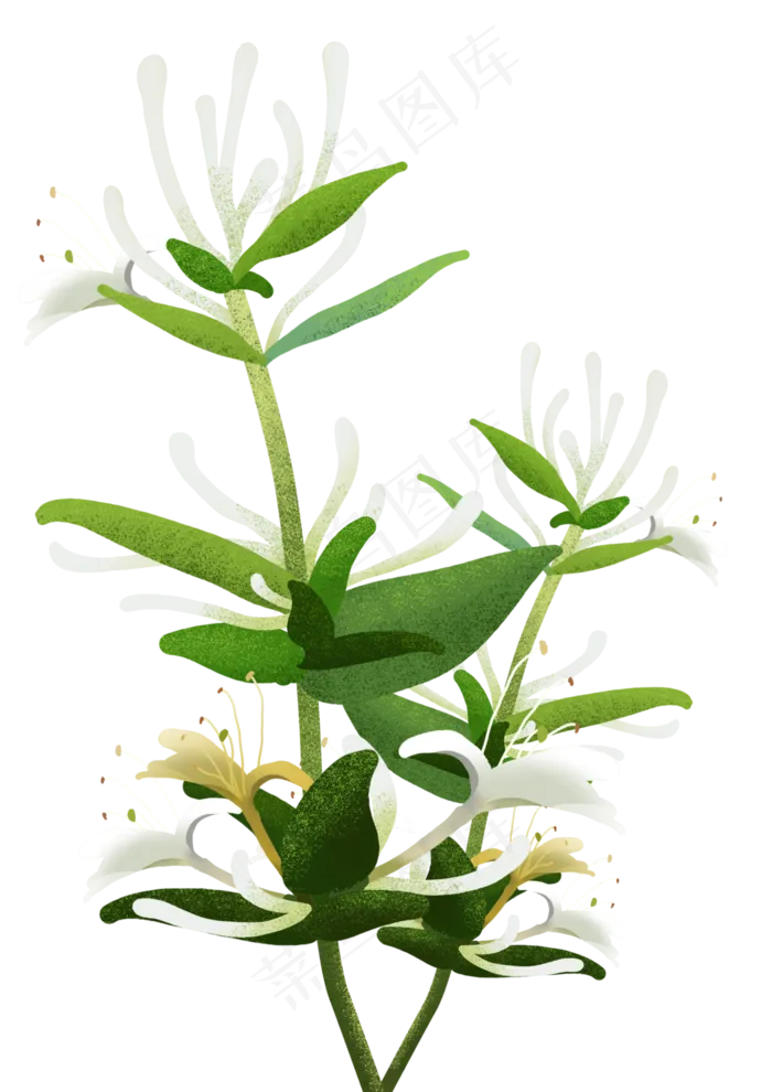 春天植物绿色小清新金银花,免抠元素(3508X4961(DPI:300))psd模版下载