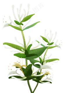 春天植物绿色小清新金银花,免抠元素