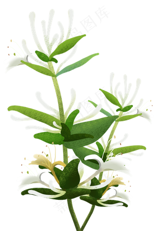 春天植物绿色小清新金银花,免抠元素