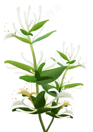 春天植物绿色小清新金银花,免抠元素