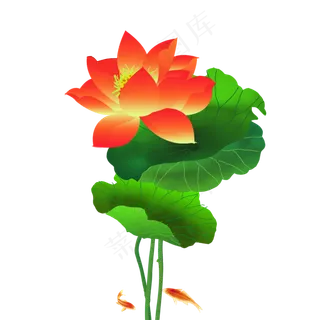 红荷花手绘荷花荷花鱼荷叶荷花