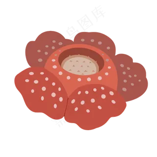 热带植物红色大王花