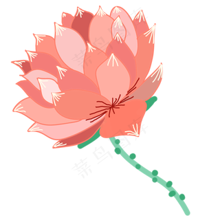 一束水植物花朵荷花