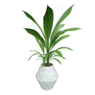 万年青盆栽,免抠元素