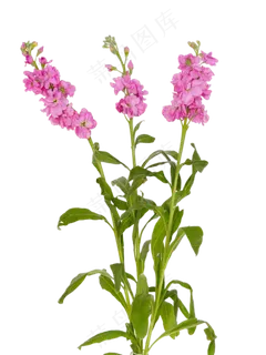 风信子鲜花 风信子鲜花