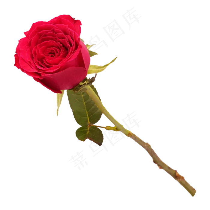 漂亮的红玫瑰(2000*2000px 300 dpi )