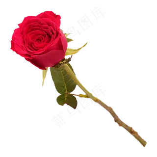 漂亮的红玫瑰