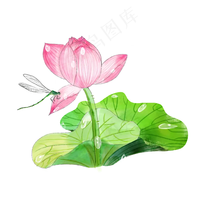 荷花花苞半开莲花蜻蜓夏日PNG(2000X2000(DPI:300))psd模版下载