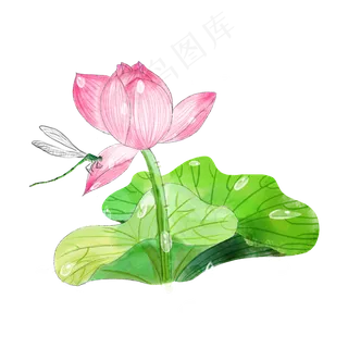荷花花苞半开莲花蜻蜓夏日PNG