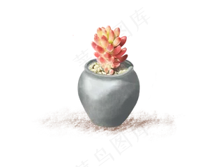 手绘多肉植物素材星美人装饰素材,免抠元素