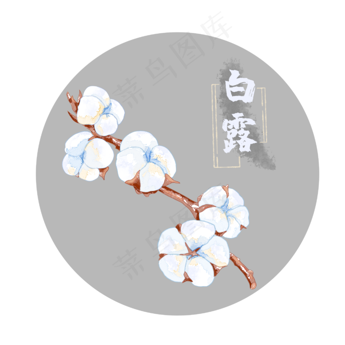 白露棉花,免抠元素(3000*3000px 300 dpi )psd模版下载