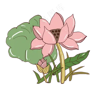 美丽的荷花荷叶PNG