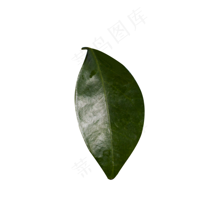 一片绿油油的叶子(2000X2000(DPI:300))psd模版下载