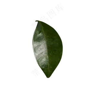 一片绿油油的叶子 一片绿油油的叶子